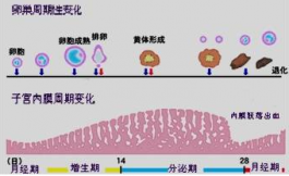 超聲檢測排卵中的子宮內膜指標